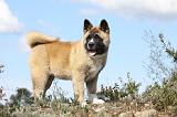 AKITA AMERICAIN 290